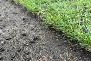 KORO-FTM-Campey-Turf-Care-2